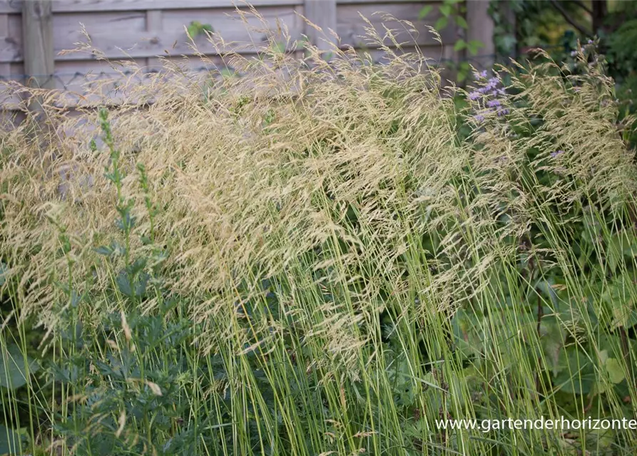 Garten-Schmiele 'Goldschleier'