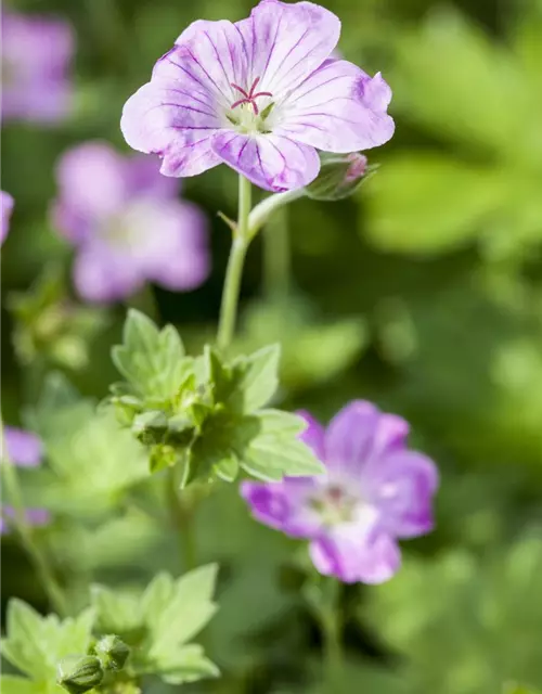 Geranium endressii