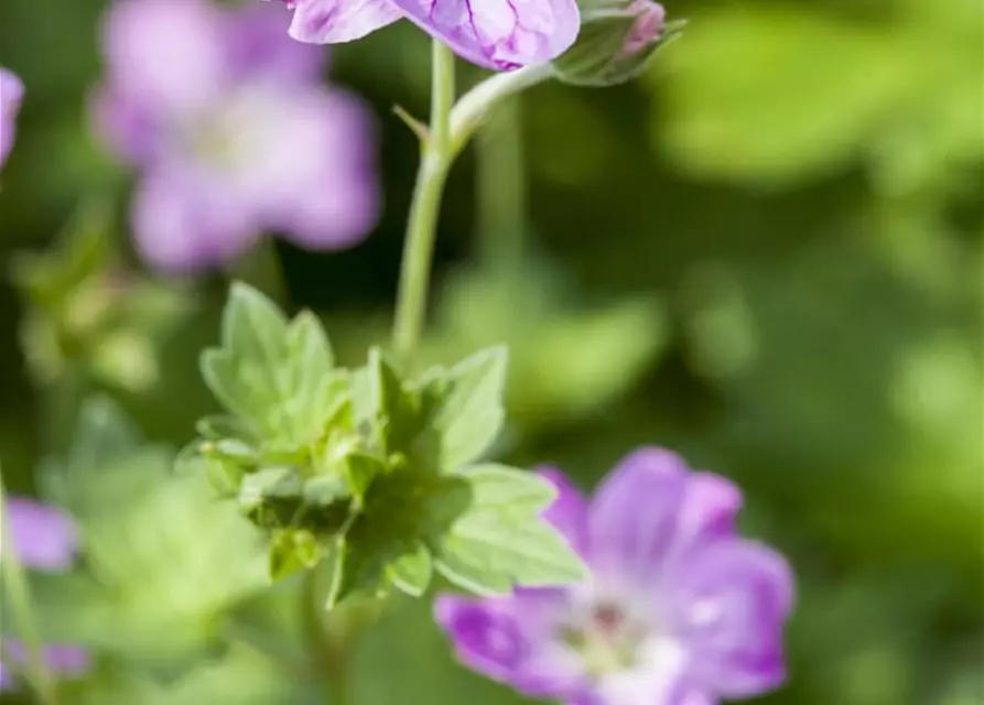 Geranium endressii