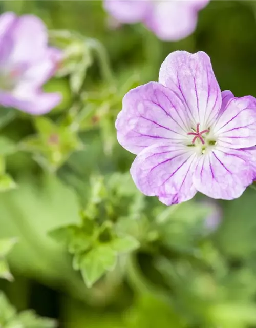 Geranium endressii