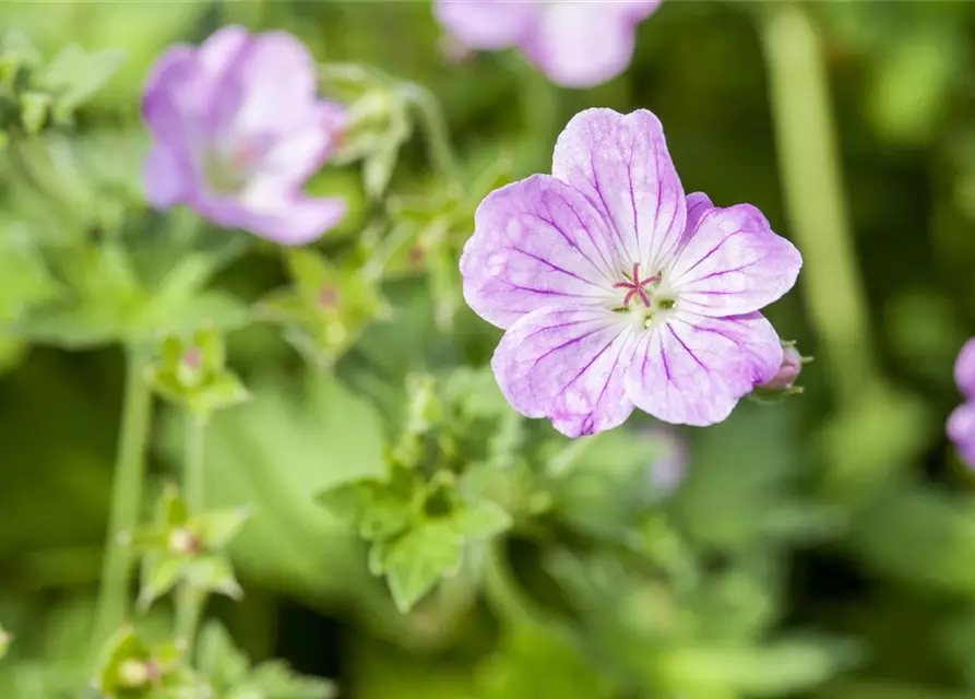 Geranium endressii