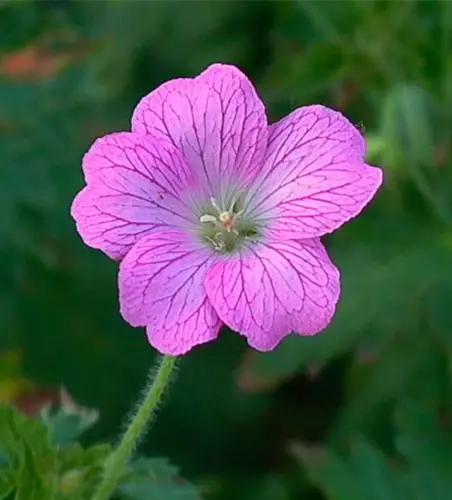 Geranium endressii