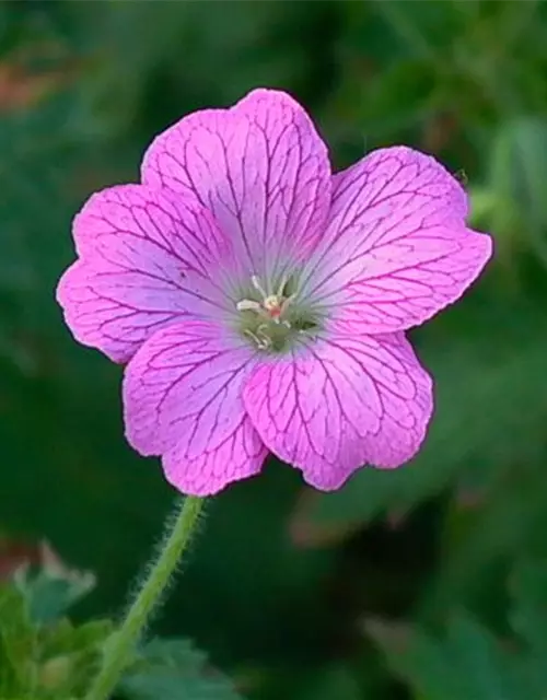 Geranium endressii