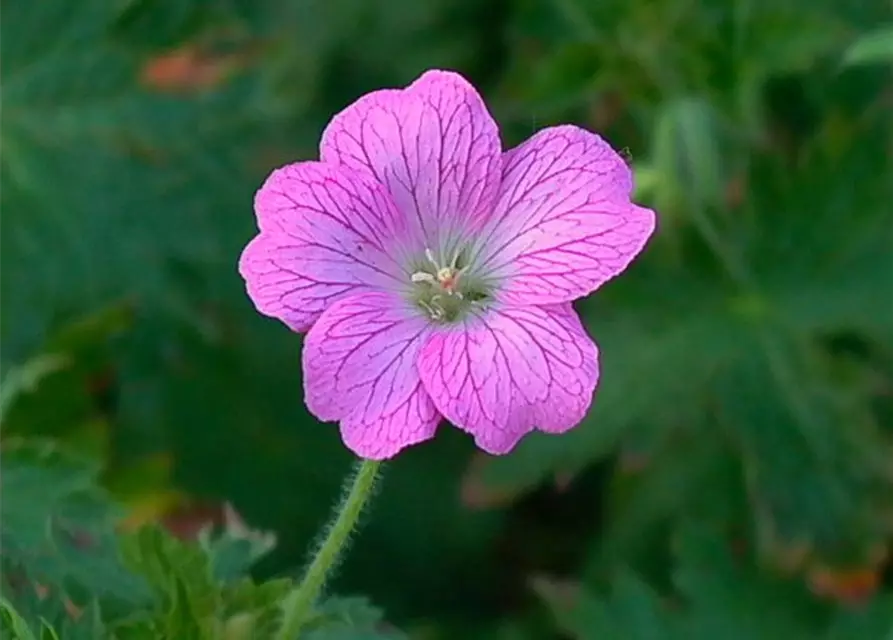 Geranium endressii