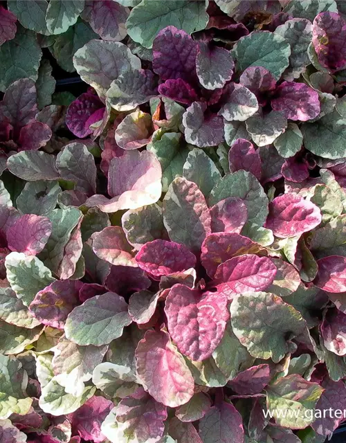 Garten-Günsel 'Burgundy Glow'