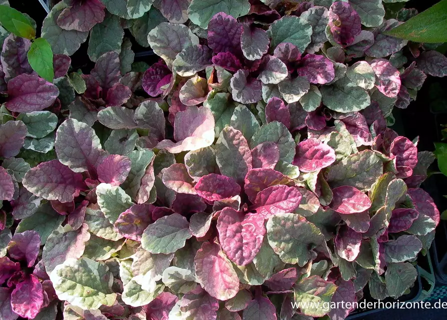 Garten-Günsel 'Burgundy Glow'