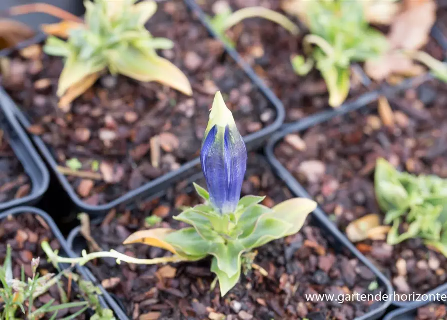 Gentiana acaulis