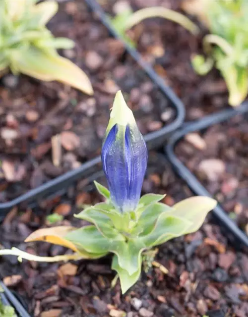 Gentiana acaulis