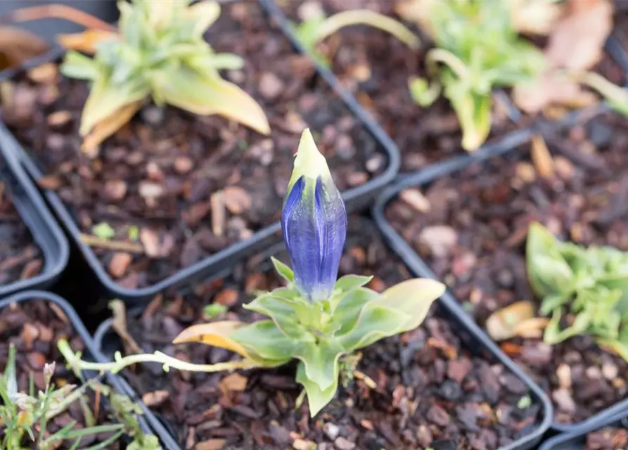 Gentiana acaulis