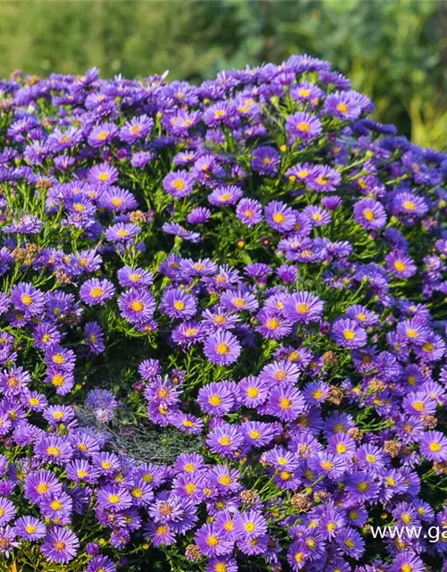 Garten-Kissen-Aster 'Sapphire'®