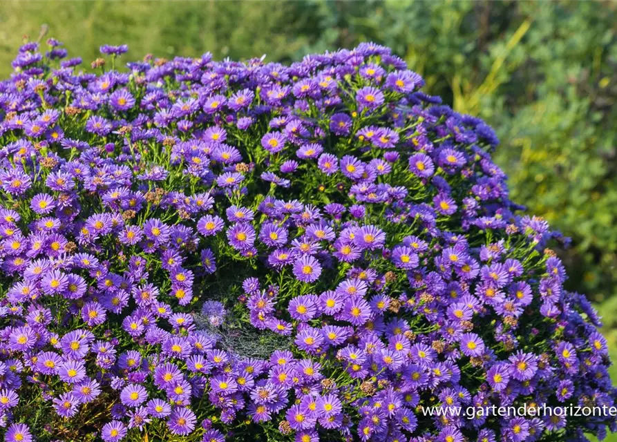 Garten-Kissen-Aster 'Sapphire'®