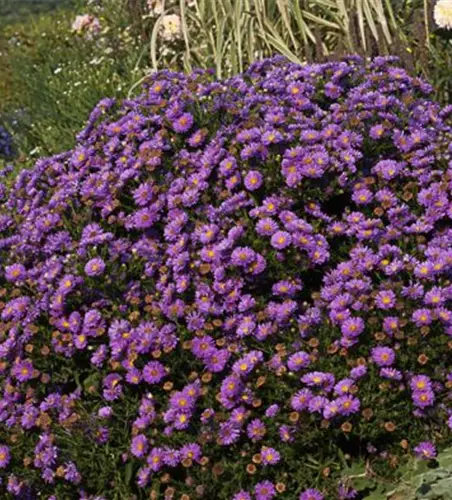 Garten-Kissen-Aster 'Sapphire'®