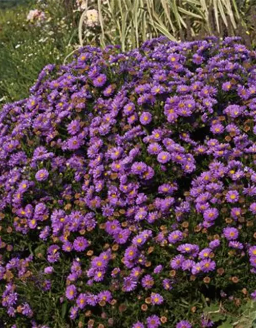 Garten-Kissen-Aster 'Sapphire'®