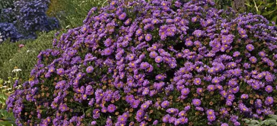 Garten-Kissen-Aster 'Sapphire'®