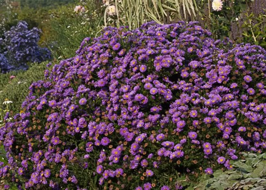 Garten-Kissen-Aster 'Sapphire'®