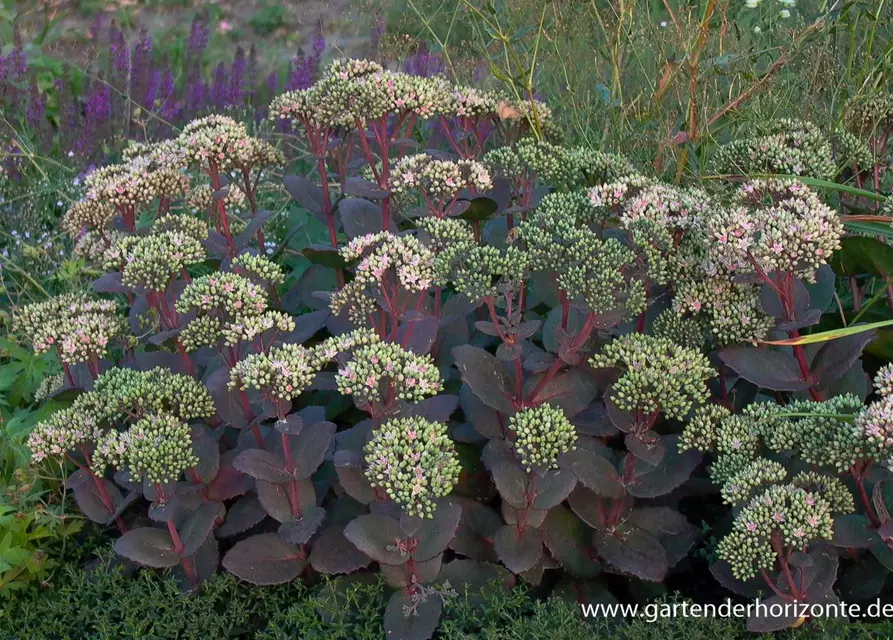 Großes Garten-Fettblatt