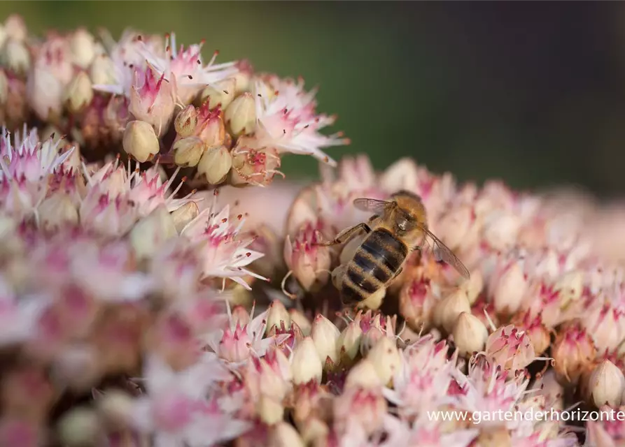 Großes Garten-Fettblatt