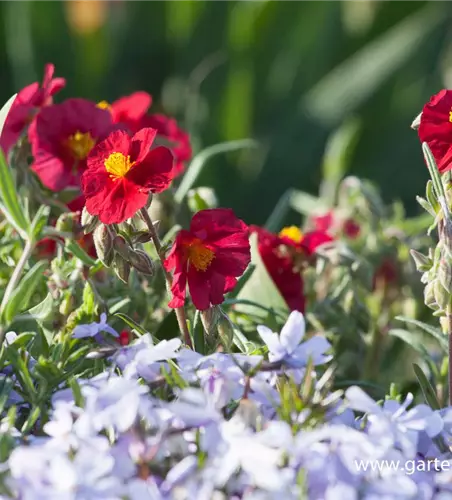 Garten-Sonnenröschen 'Supreme'