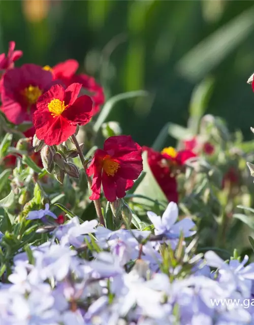 Garten-Sonnenröschen 'Supreme'