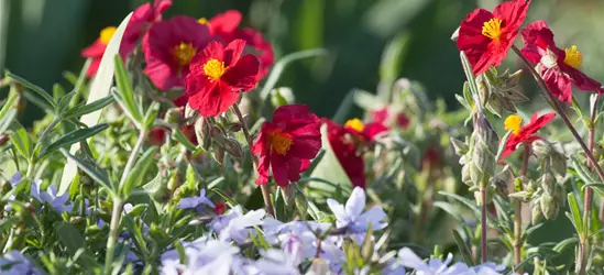 Garten-Sonnenröschen 'Supreme'