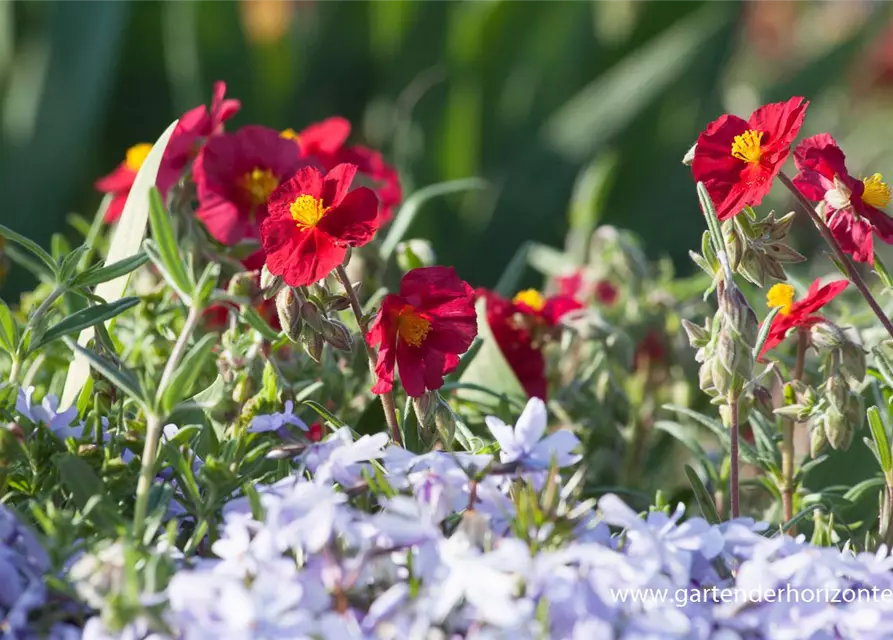 Garten-Sonnenröschen 'Supreme'