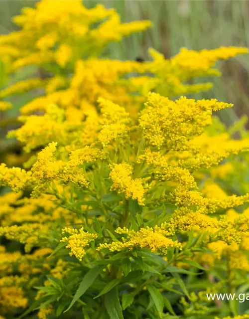 Garten-Goldrute 'Strahlenkrone'