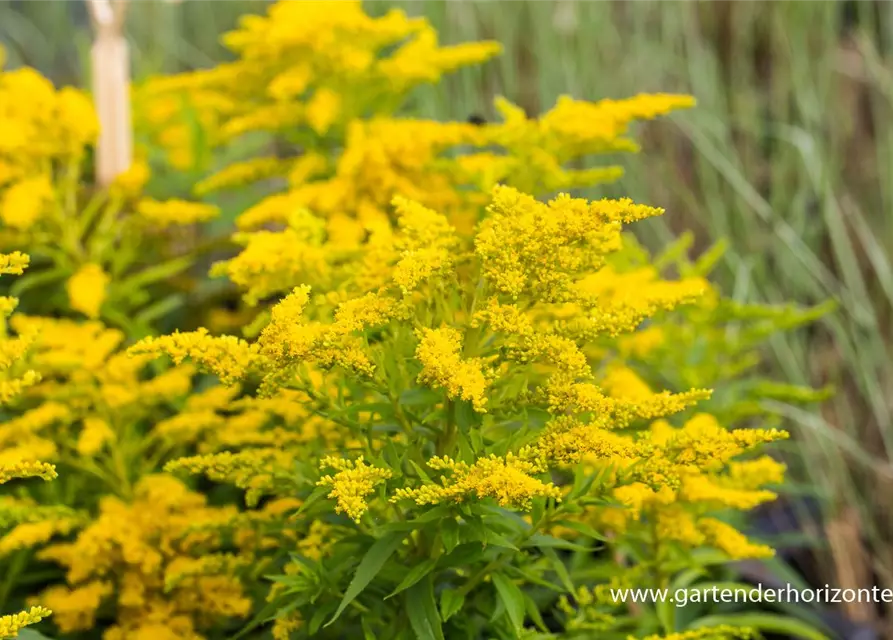 Garten-Goldrute 'Strahlenkrone'