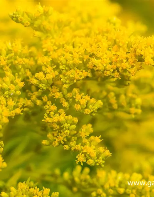 Garten-Goldrute 'Strahlenkrone'