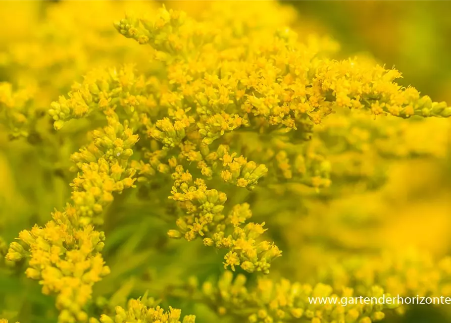 Garten-Goldrute 'Strahlenkrone'