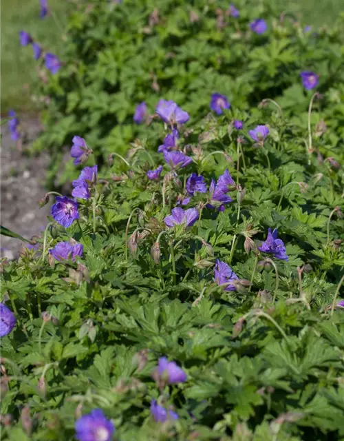 Geranium himalayense 'Gravetye'