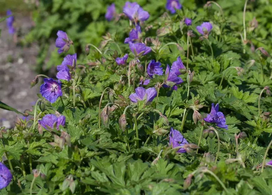 Geranium himalayense 'Gravetye'