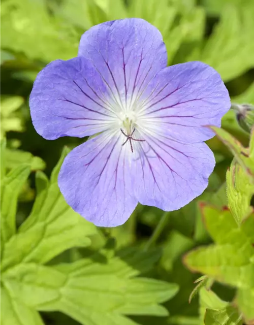 Geranium pratense 'Johnson's Blue'