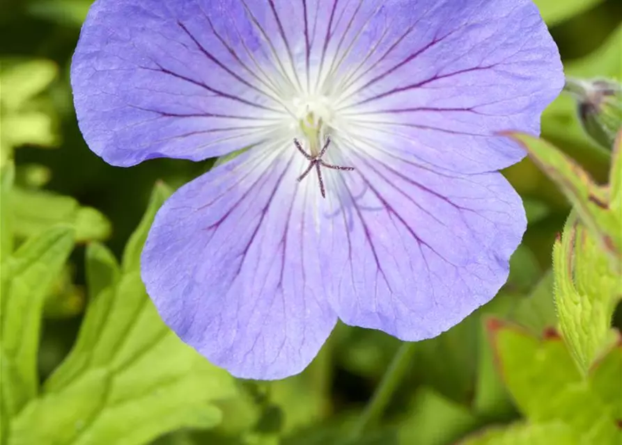 Geranium pratense 'Johnson's Blue'