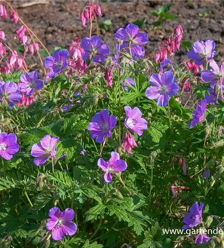 Geranium pratense 'Johnson's Blue'