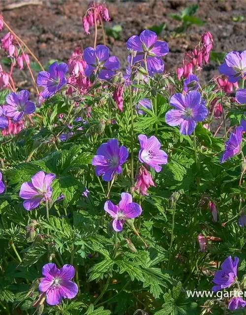 Geranium pratense 'Johnson's Blue'