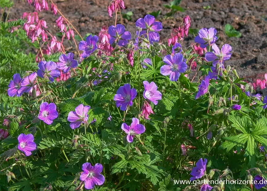 Geranium pratense 'Johnson's Blue'