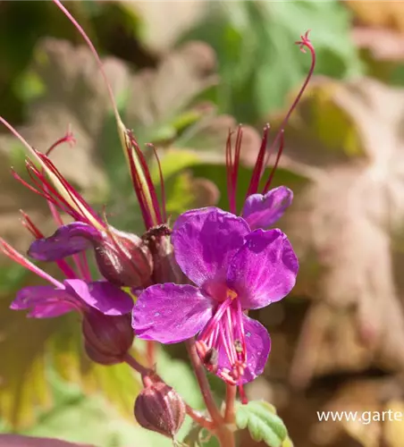 Geranium macrorrhizum 'Czakor'