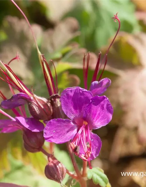 Geranium macrorrhizum 'Czakor'