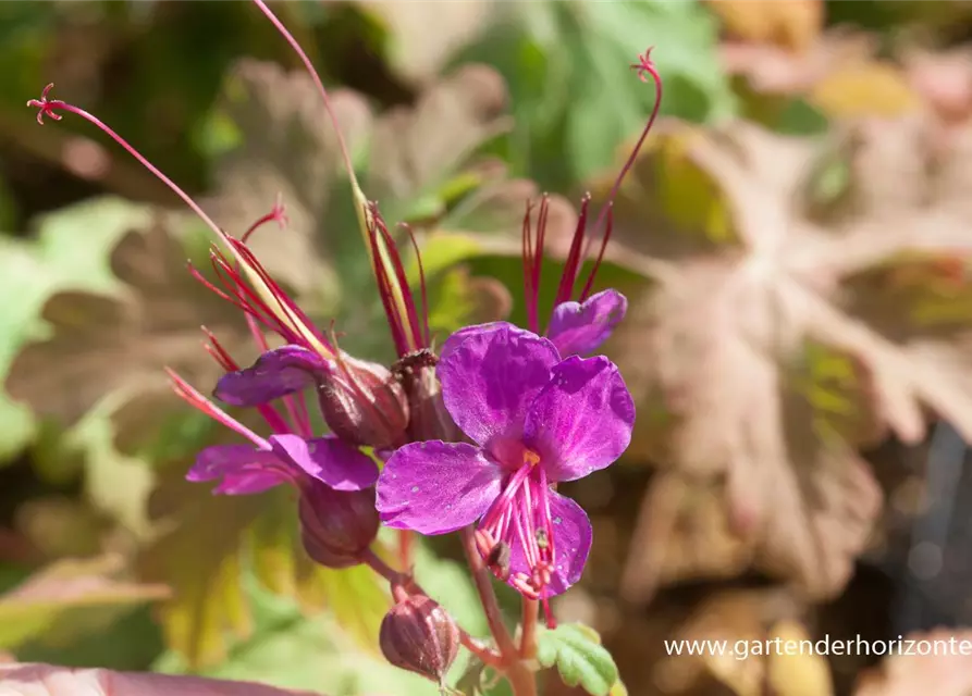 Geranium macrorrhizum 'Czakor'