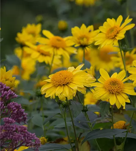 Garten-Stauden-Sonnenblume 'Meteor'