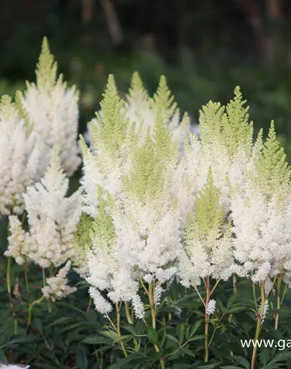 Arends Garten-Prachtspiere 'Weiße Gloria'