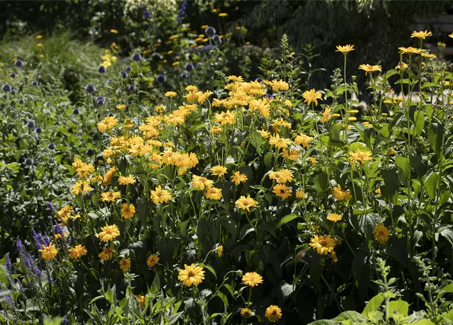 Garten-Stauden-Sonnenblume 'Meteor'