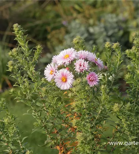 Garten-Raublatt-Aster 'Rudelsburg'