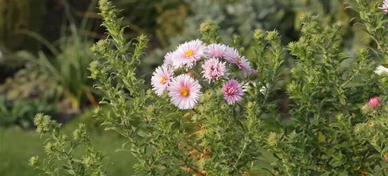 Garten-Raublatt-Aster 'Rudelsburg'