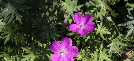 Garten-Blut-Storchschnabel