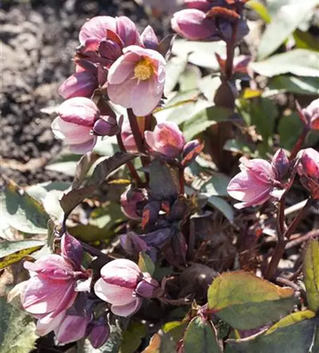 Frühlings-Schneerose 'HGC Pink Frost'®