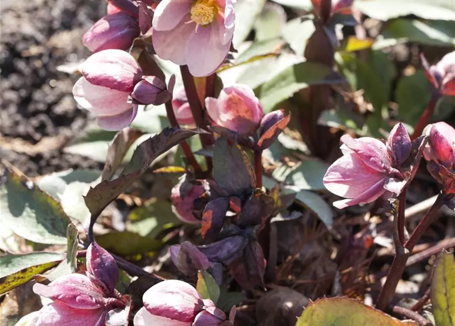 Frühlings-Schneerose 'HGC Pink Frost'®