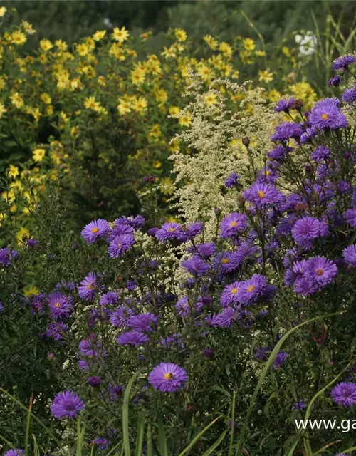 Garten-Glattblatt-Aster 'Fuldatal'