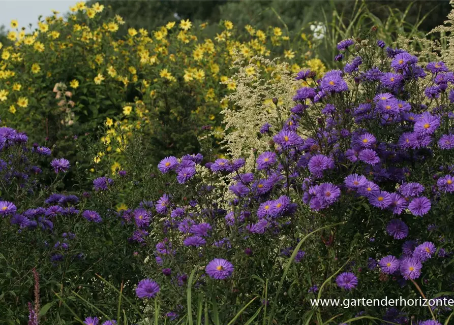 Garten-Glattblatt-Aster 'Fuldatal'