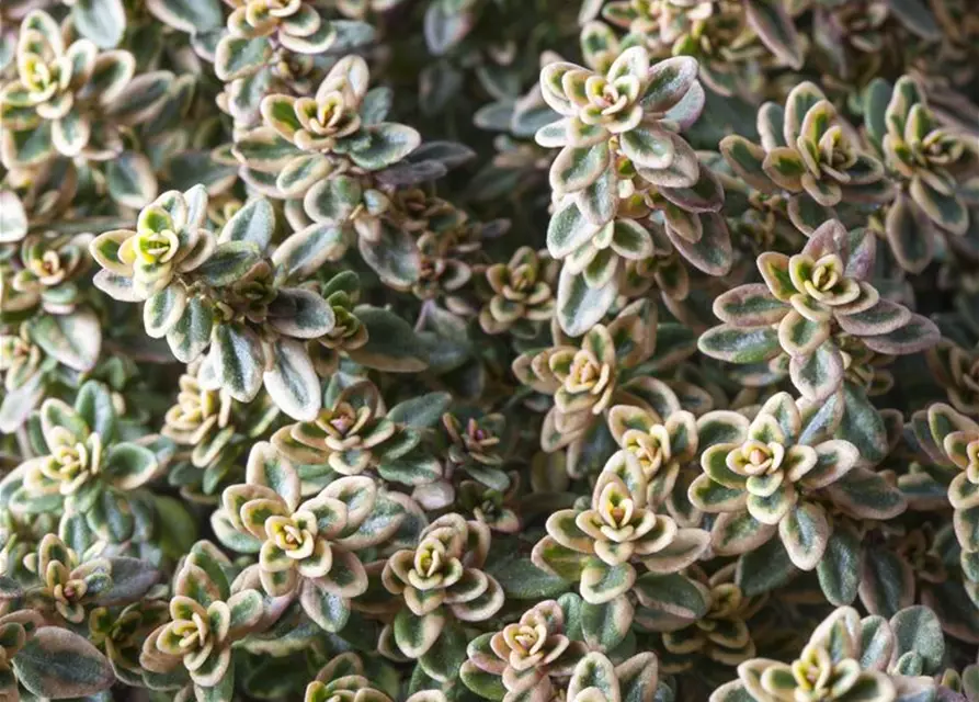 Gold-Thymian 'Aureus'